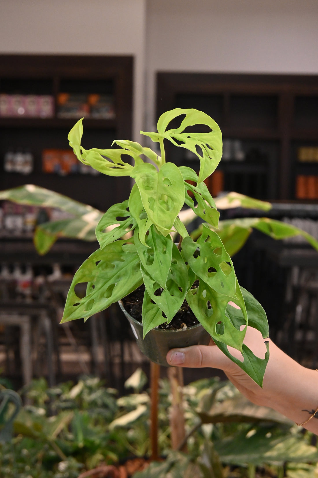 Monstera Adansonii Neon