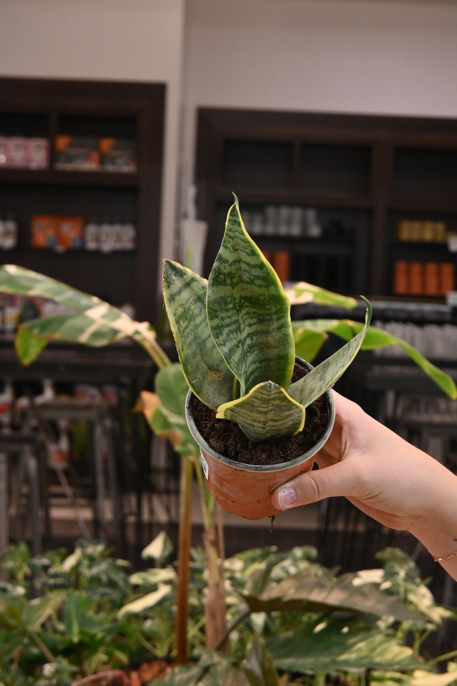 Sansevieria Laurentii