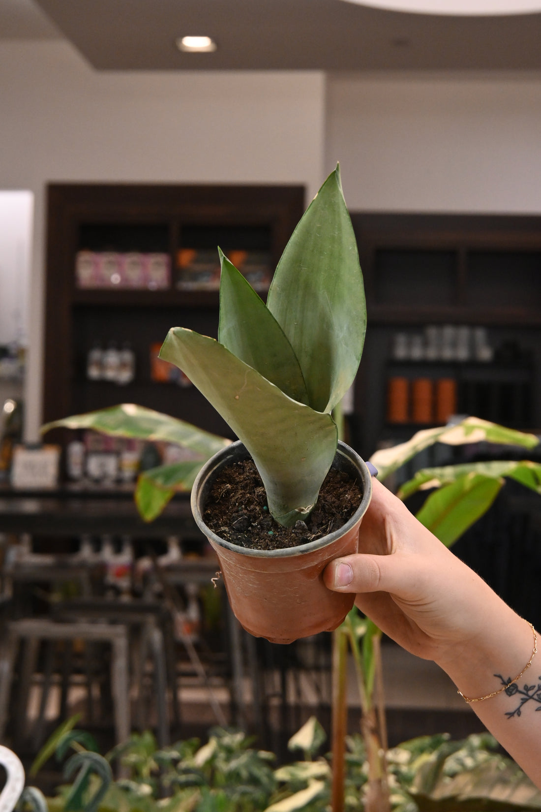 Sansevieria Moonshine