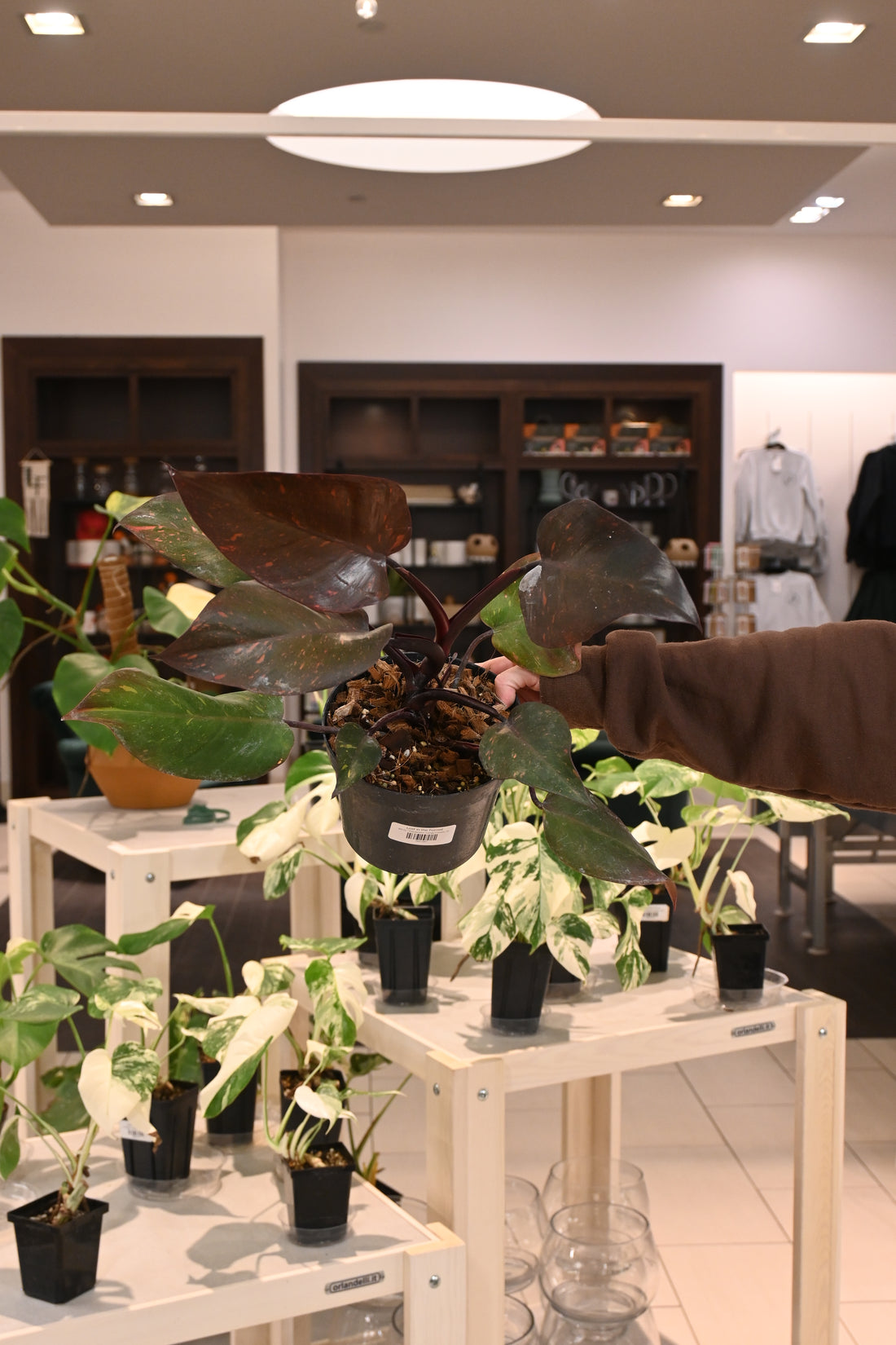 Philodendron Orange Princess