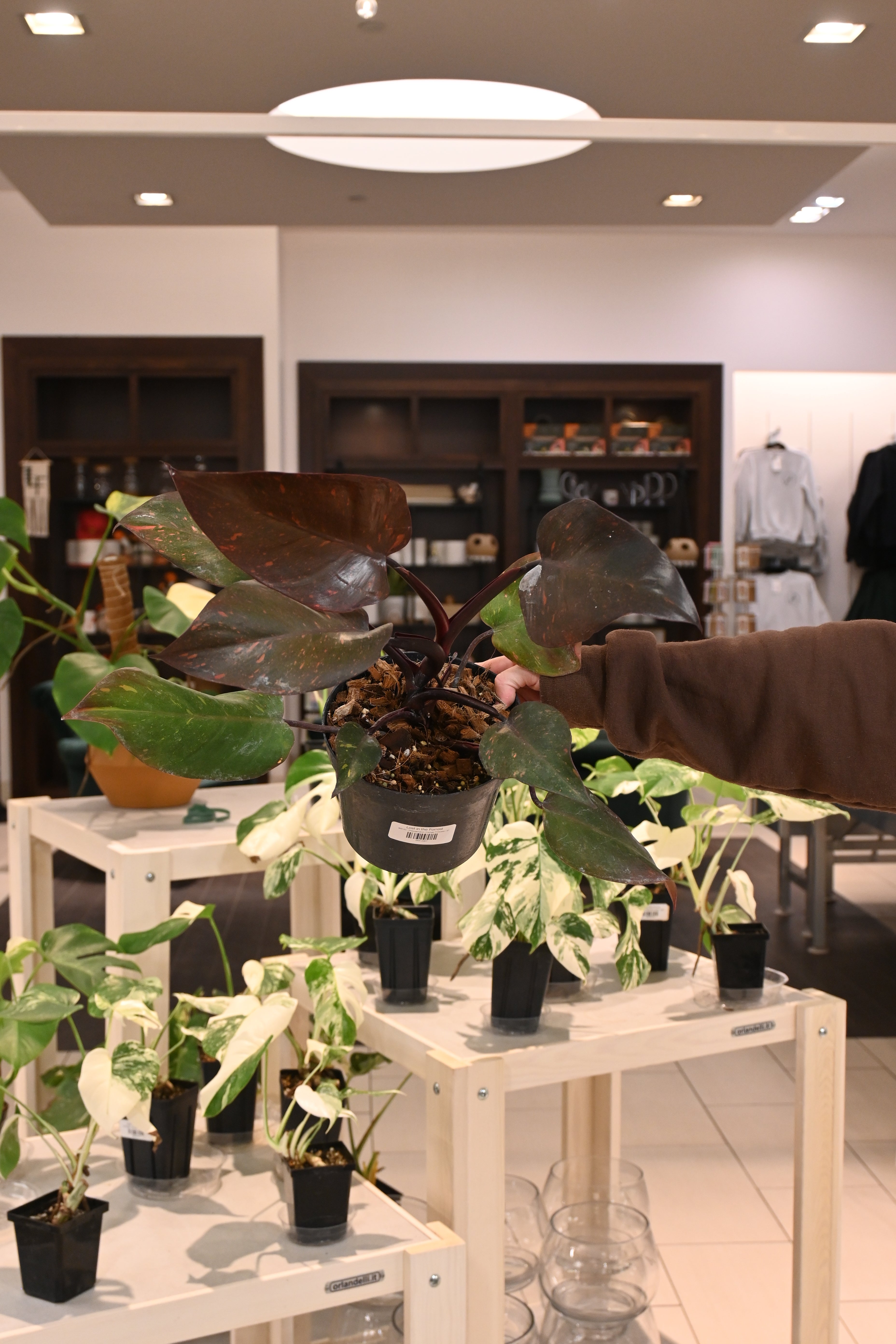 Philodendron Orange Princess