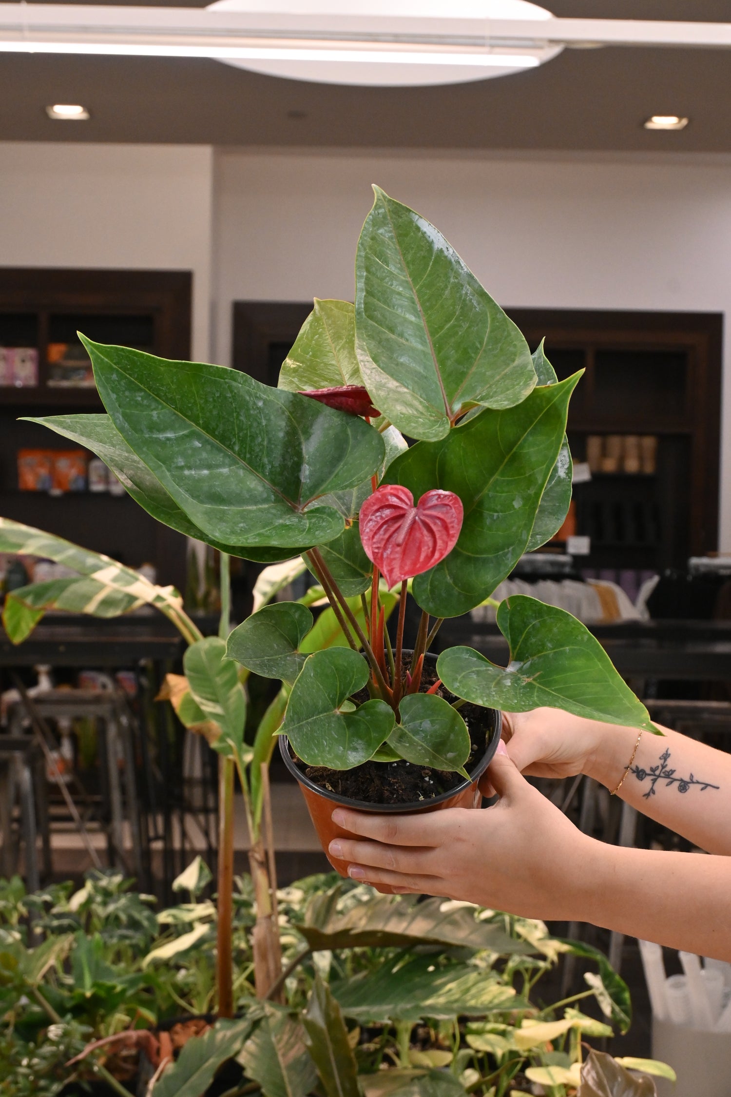 anthurium heart plant Anthurium Red Heart – Lost in the Forrest