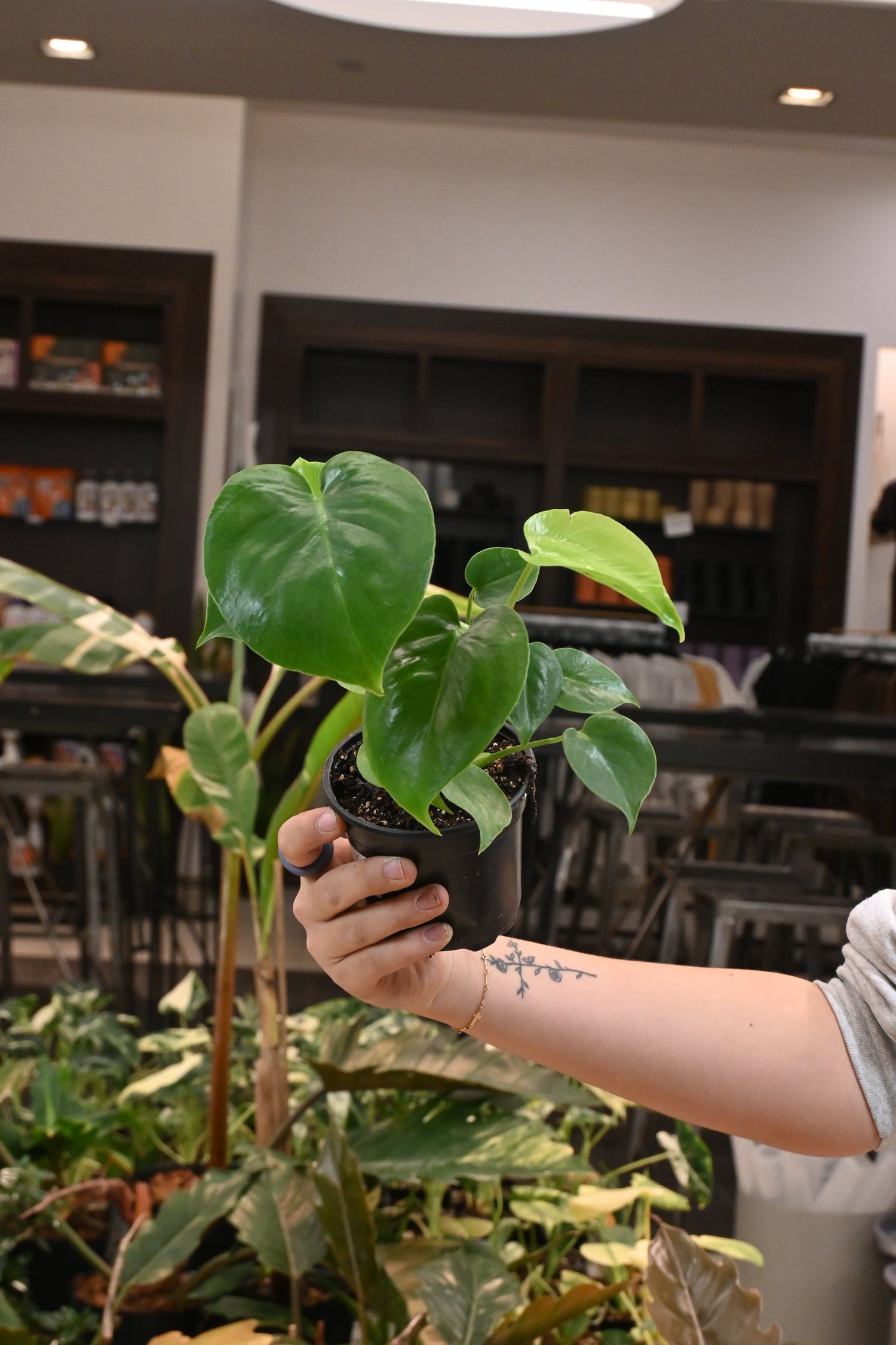 monstera deliciosa real plant Monstera Deliciosa | 4" Pot | Swiss Cheese Plant