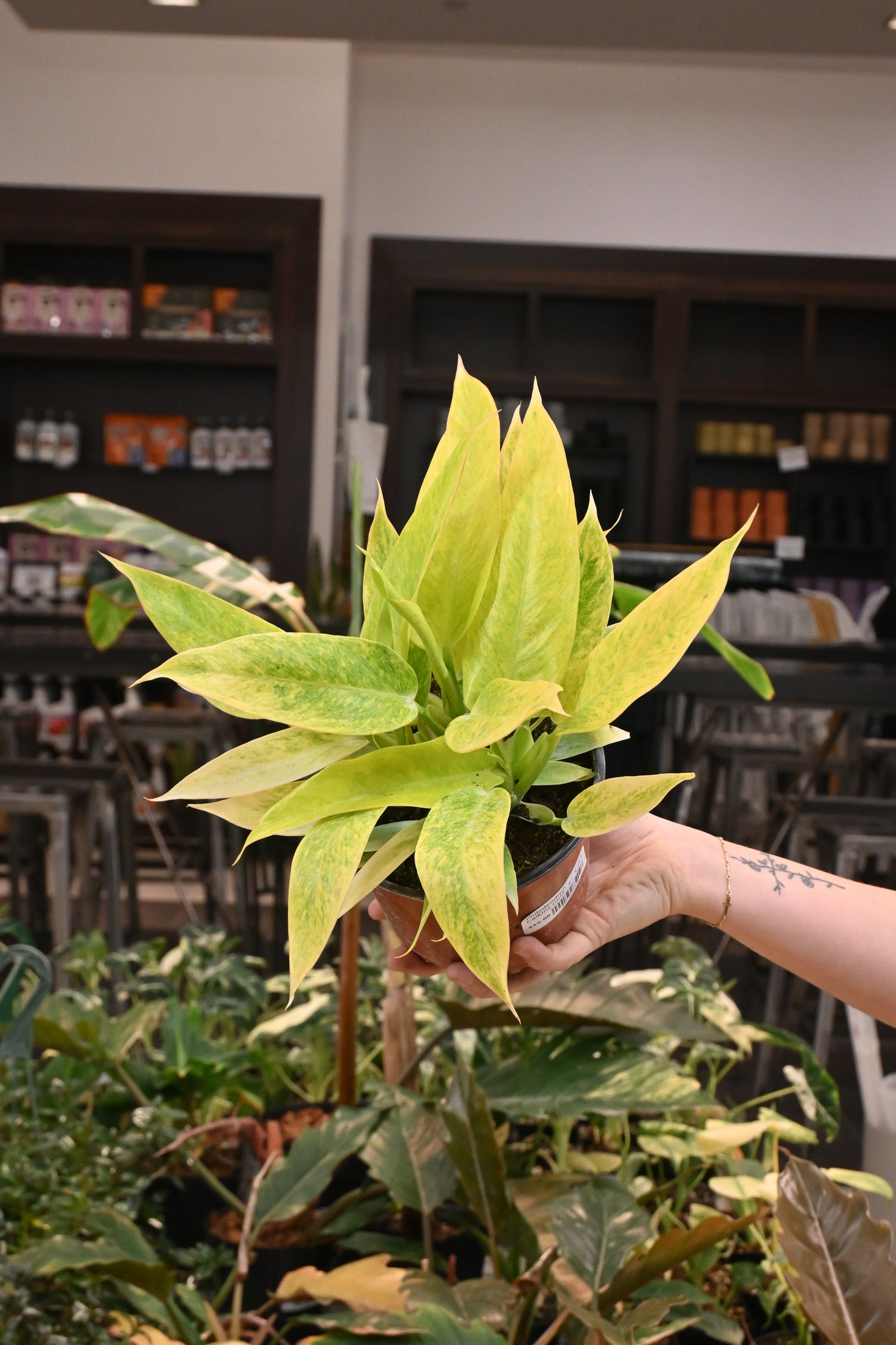 philodendron calkins Philodendron Calkins Gold – Lost in the Forrest