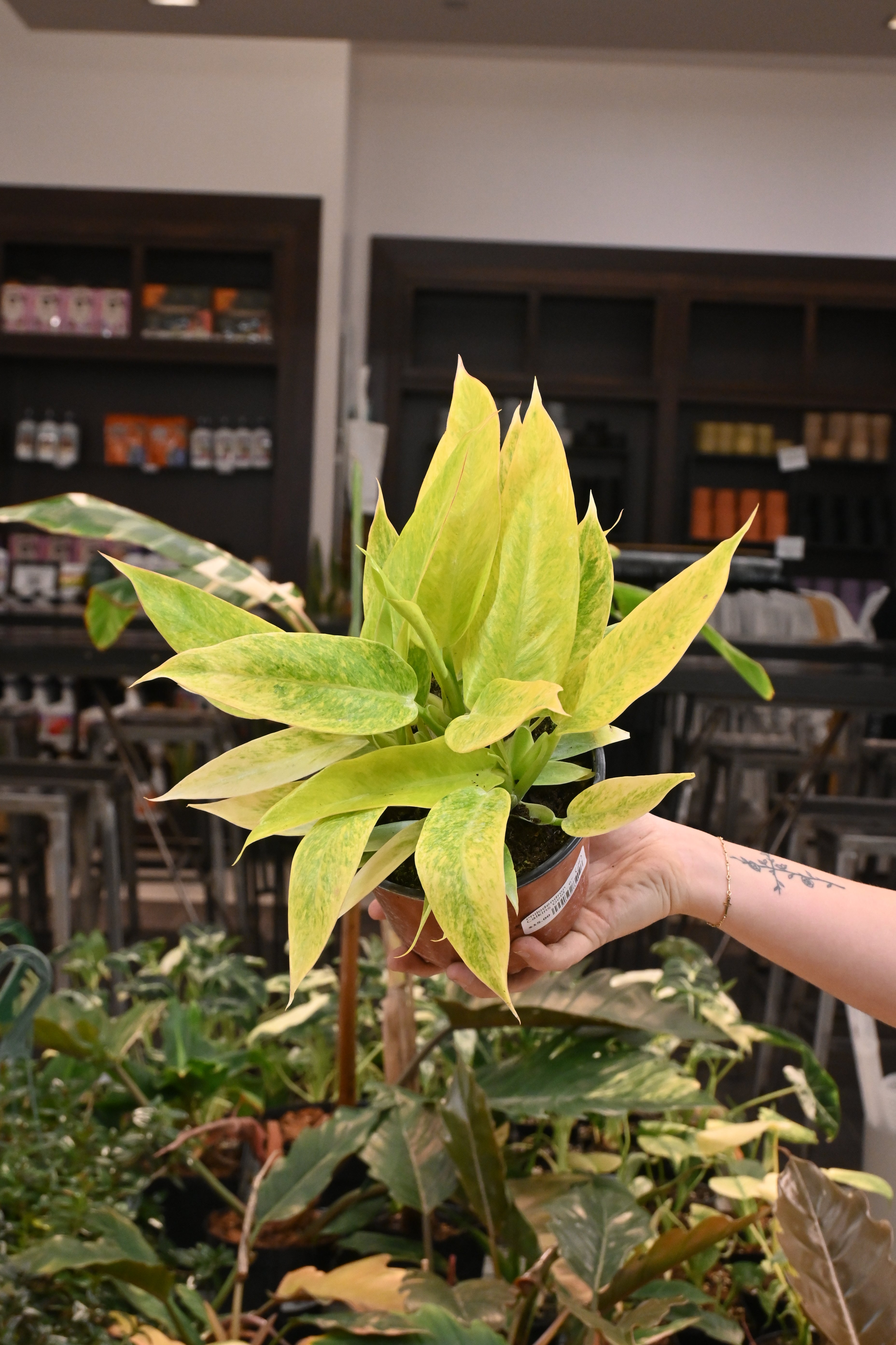 Philodendron Calkins Gold