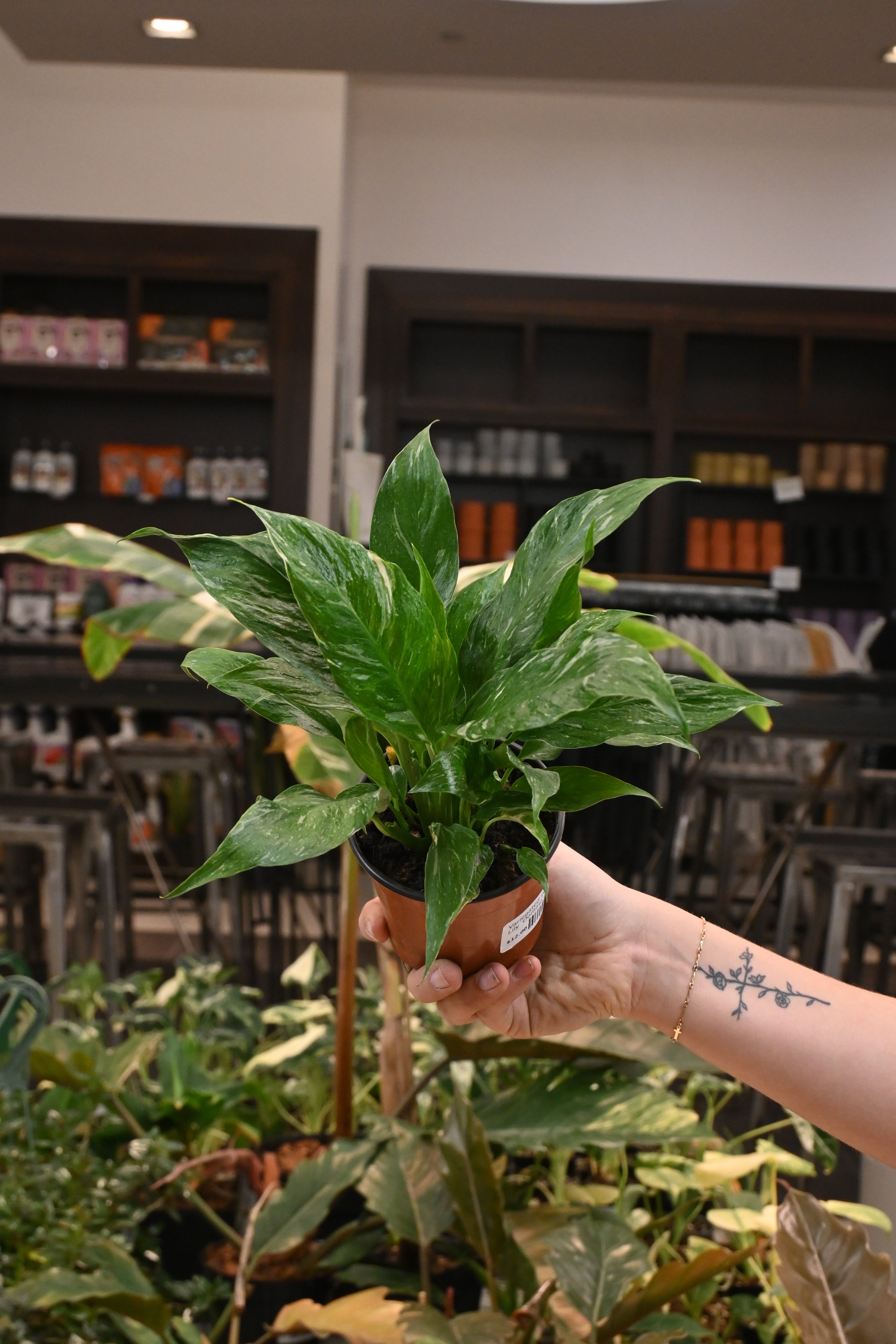 Variegated Peace Lily &
