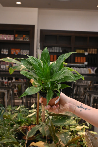 Variegated Peace Lily &