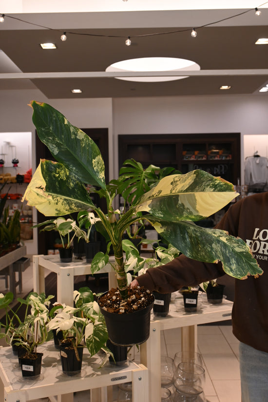 Dieffenbachia &