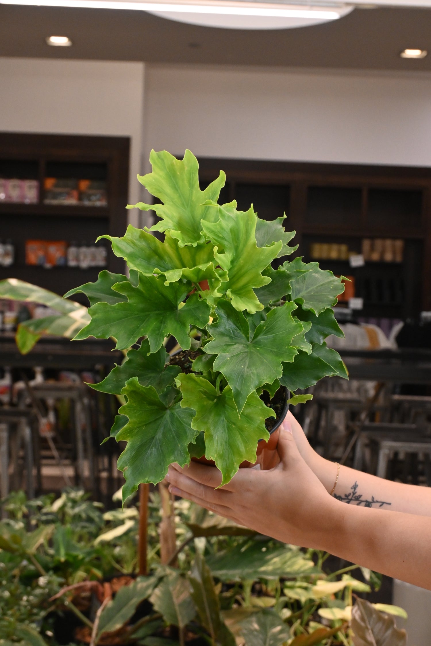 Philodendron Lickety Split