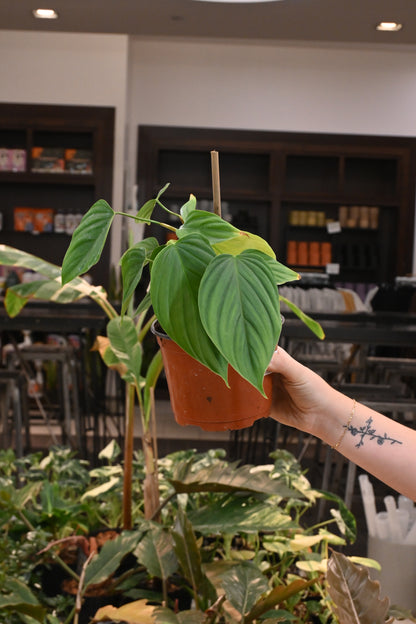 philodendron fuzzy petiole care Philodendron Fuzzy Petiole – Lost in the Forrest