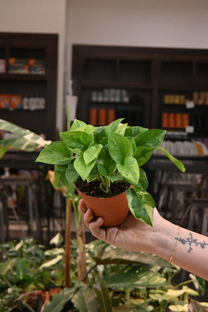 Epipremnum Global Green