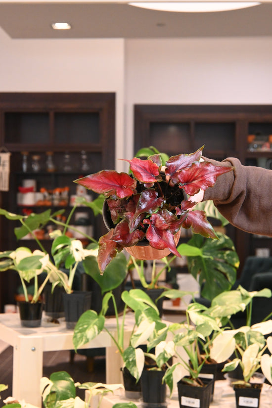 Caladium Exotic Dancer