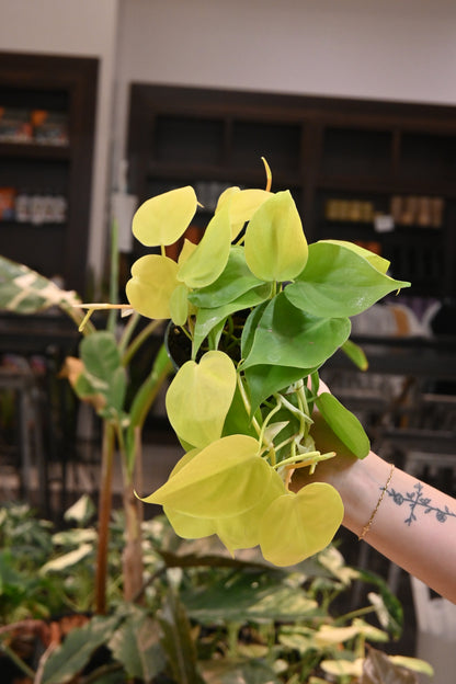 lemon heart leaf philodendron Philodendron cordatum 'Lemon' (Low Light Tolerant) 6” pot