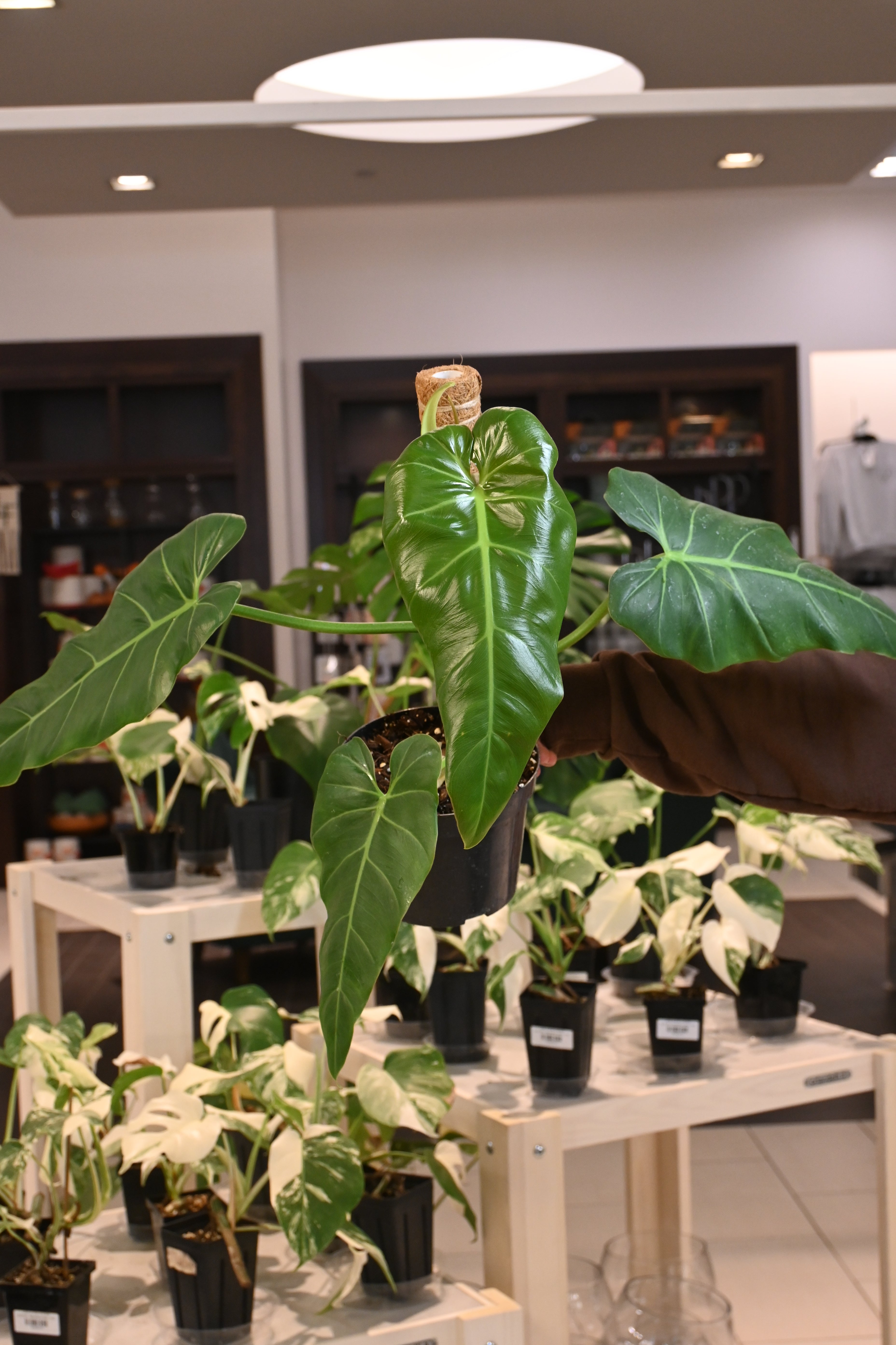 Philodendron Maximum