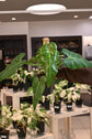 Philodendron Maximum