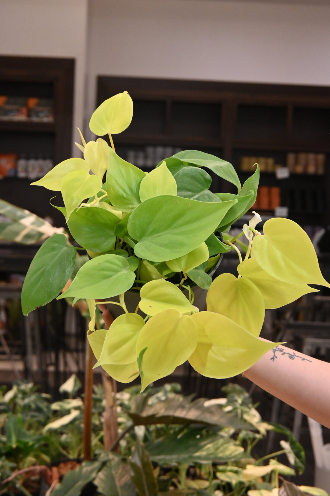 Philodendron Lemon Lime