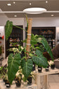 Philodendron Maximum