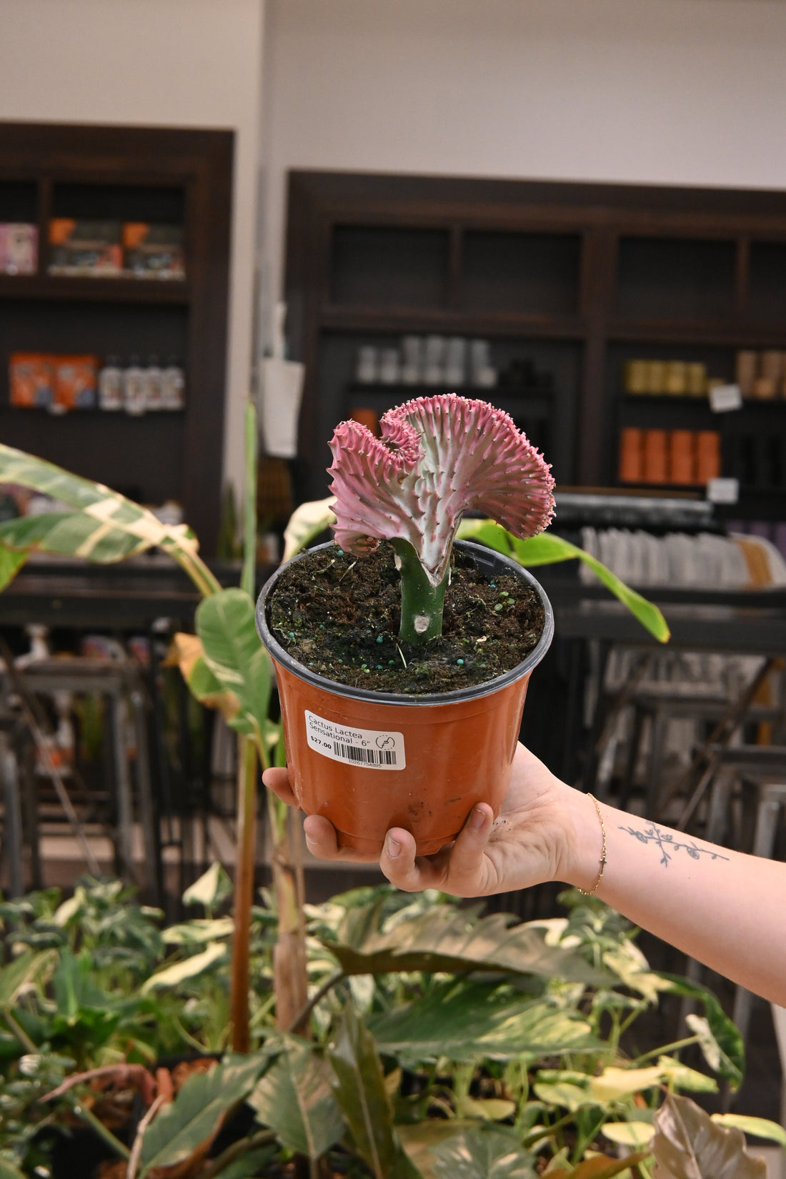 Cactus Lactea Sensational