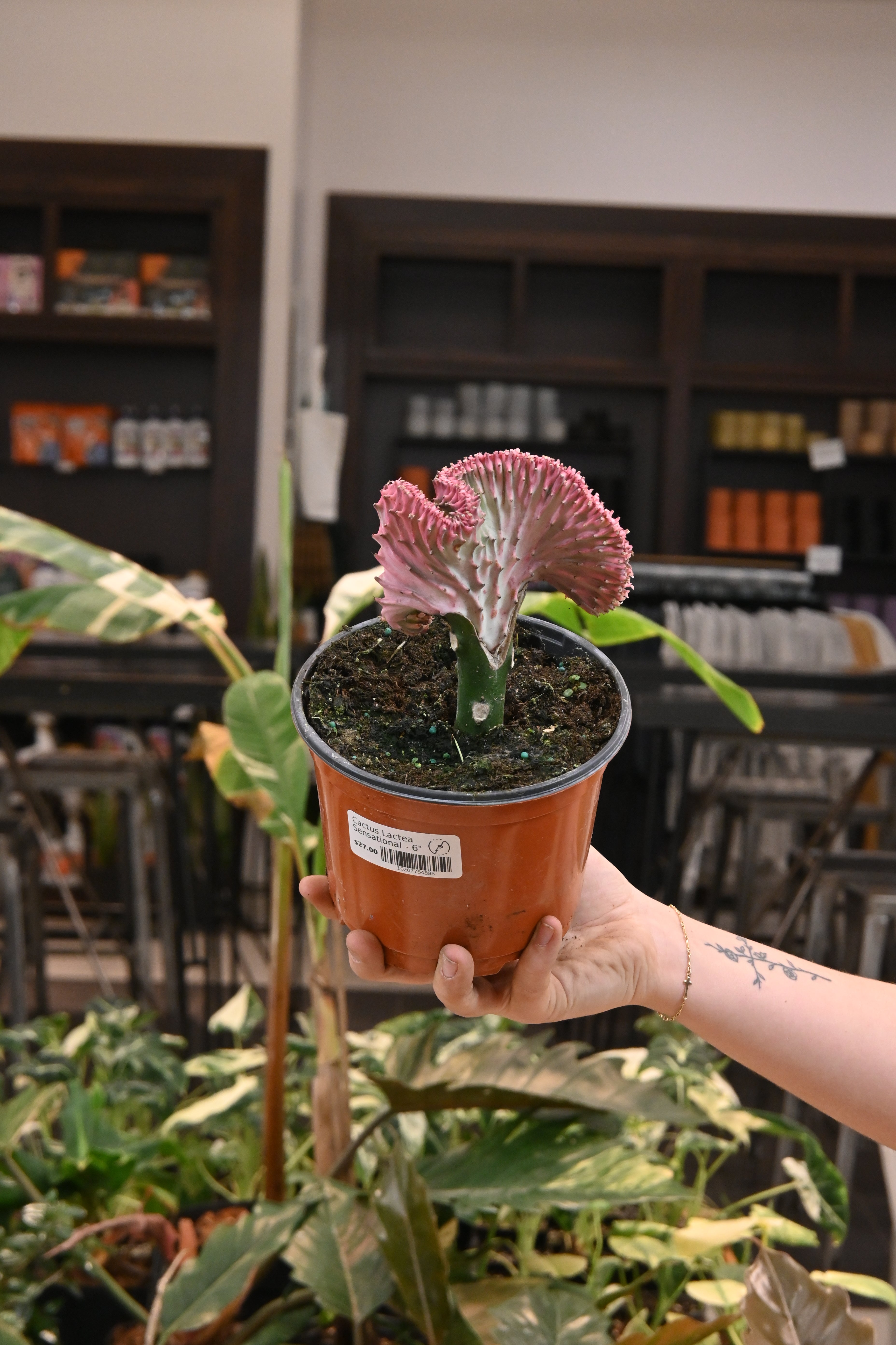 Cactus Lactea Sensational