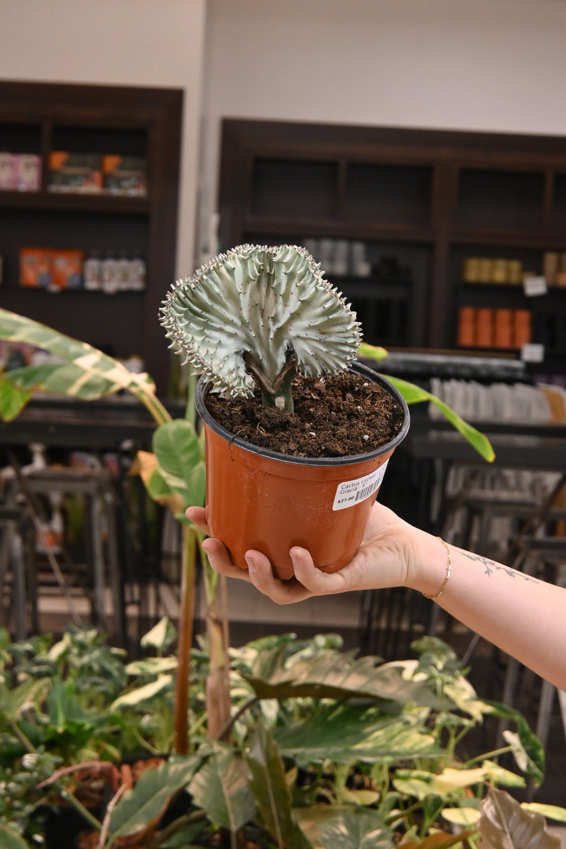 Cactus Lactea Gracia