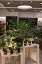 Philodendron Tortum