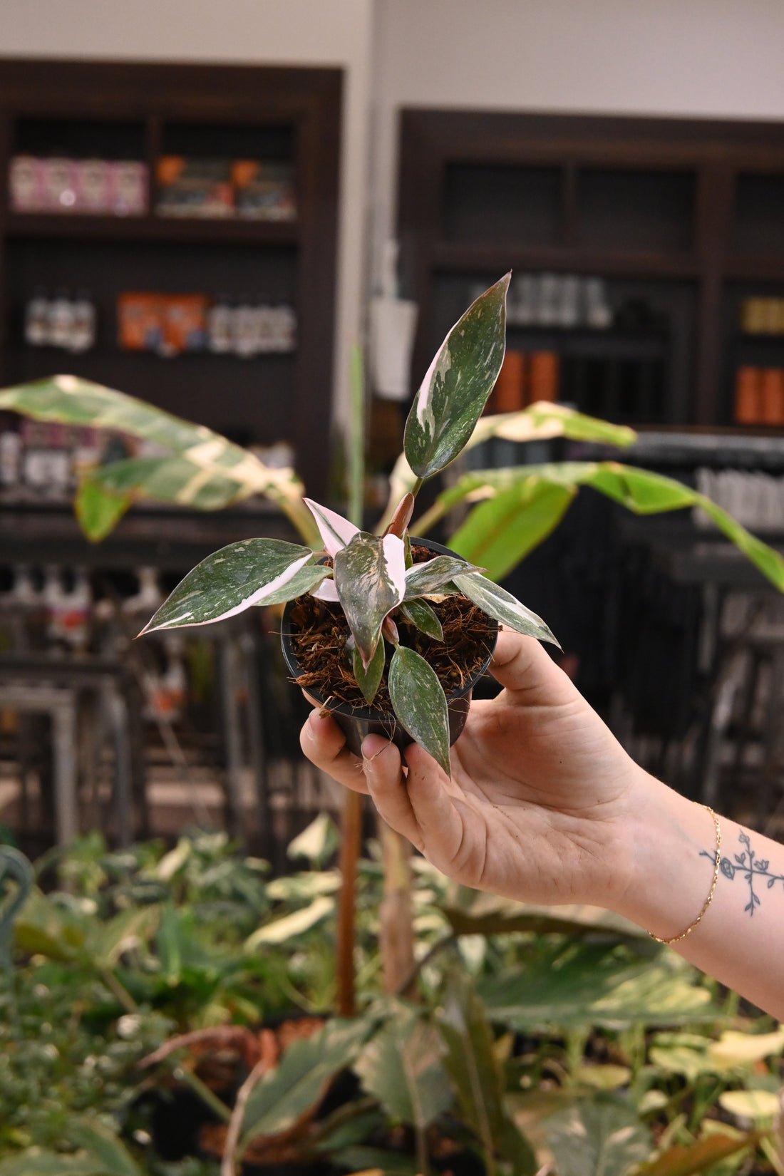 Philodendron Red Anderson