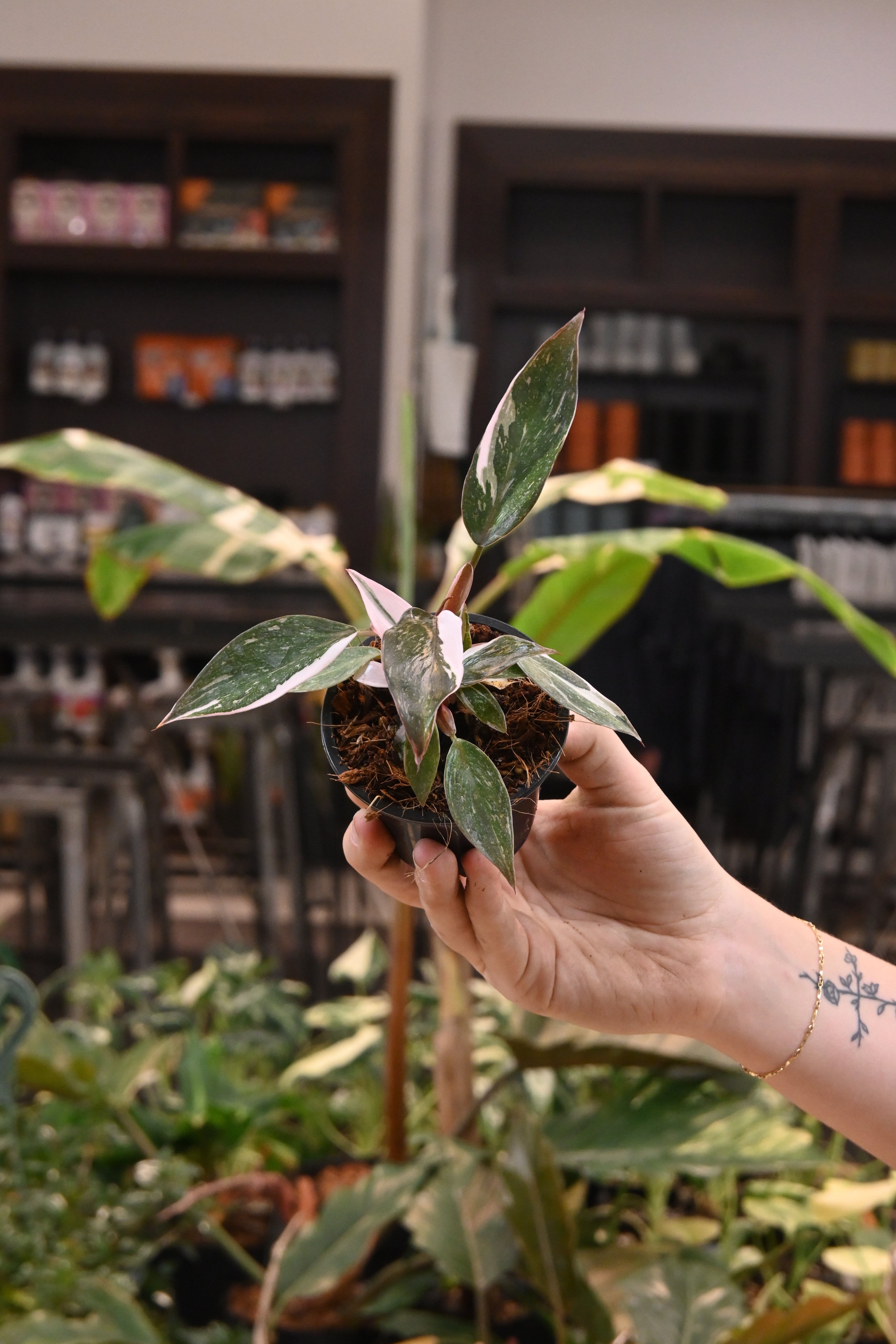 Philodendron Red Anderson