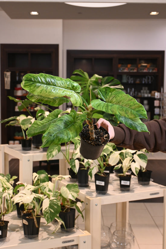Philodendron Subhastatum Variegated