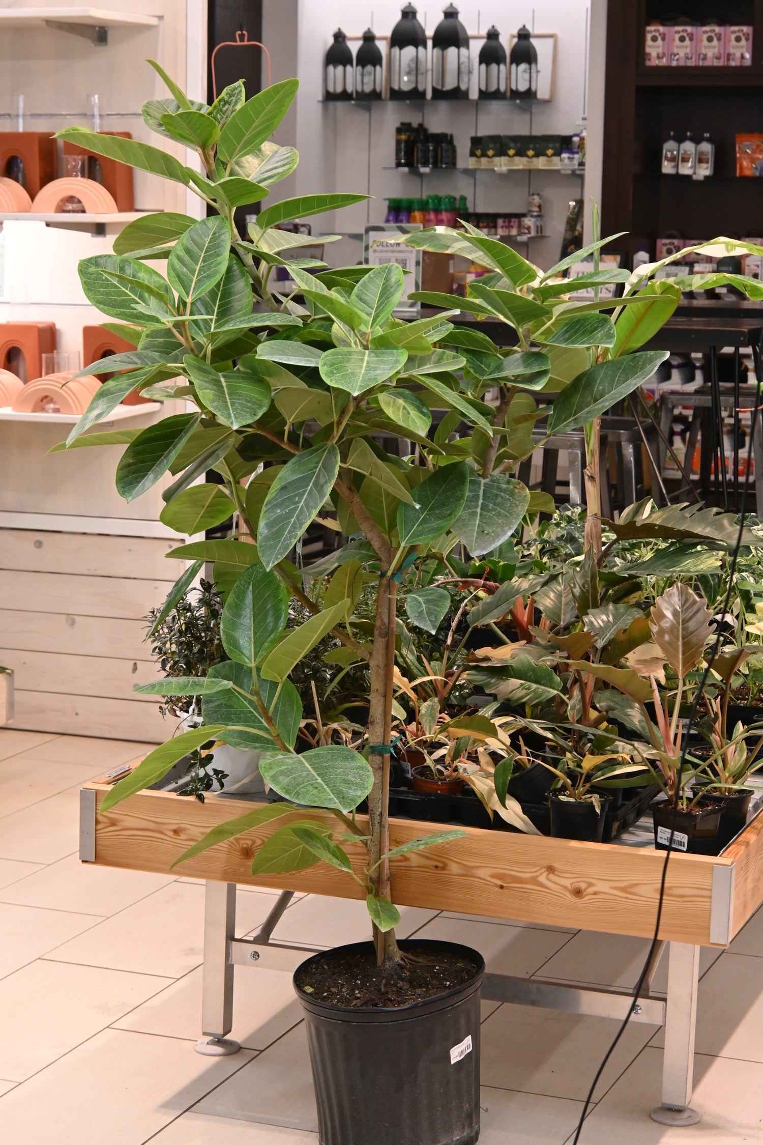 Ficus Altissima