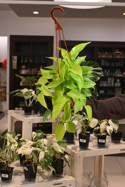 pothos balcony Buy Pothos Neon Houseplant Online