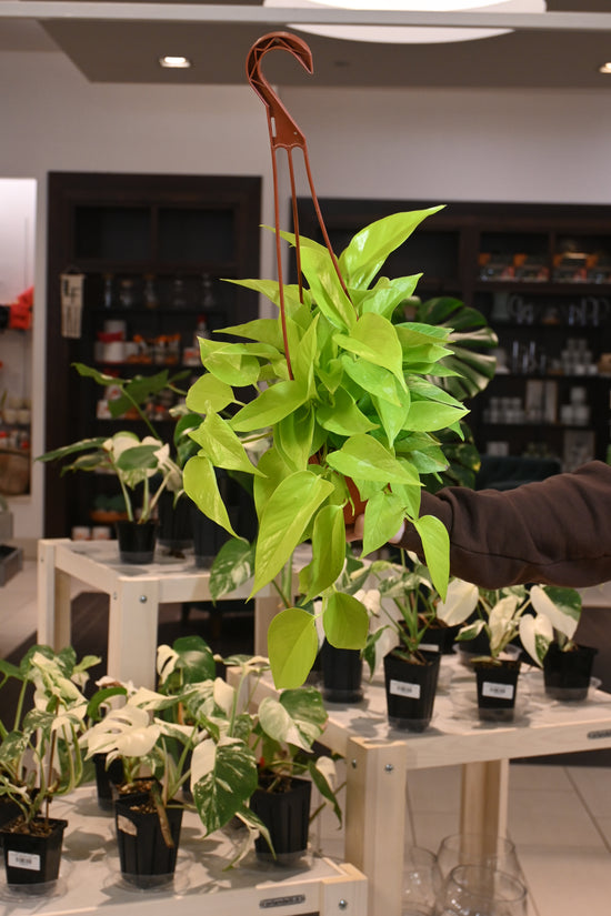 Neon Pothos