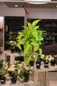 Neon Pothos