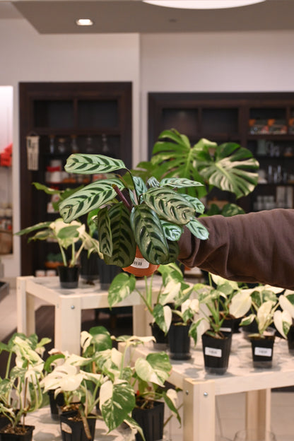 Calathea Burle Marx