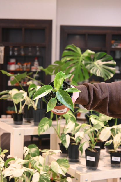 Philodendron White Princess