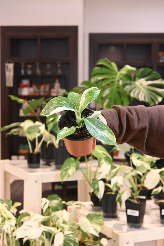 Philodendron White Wizard