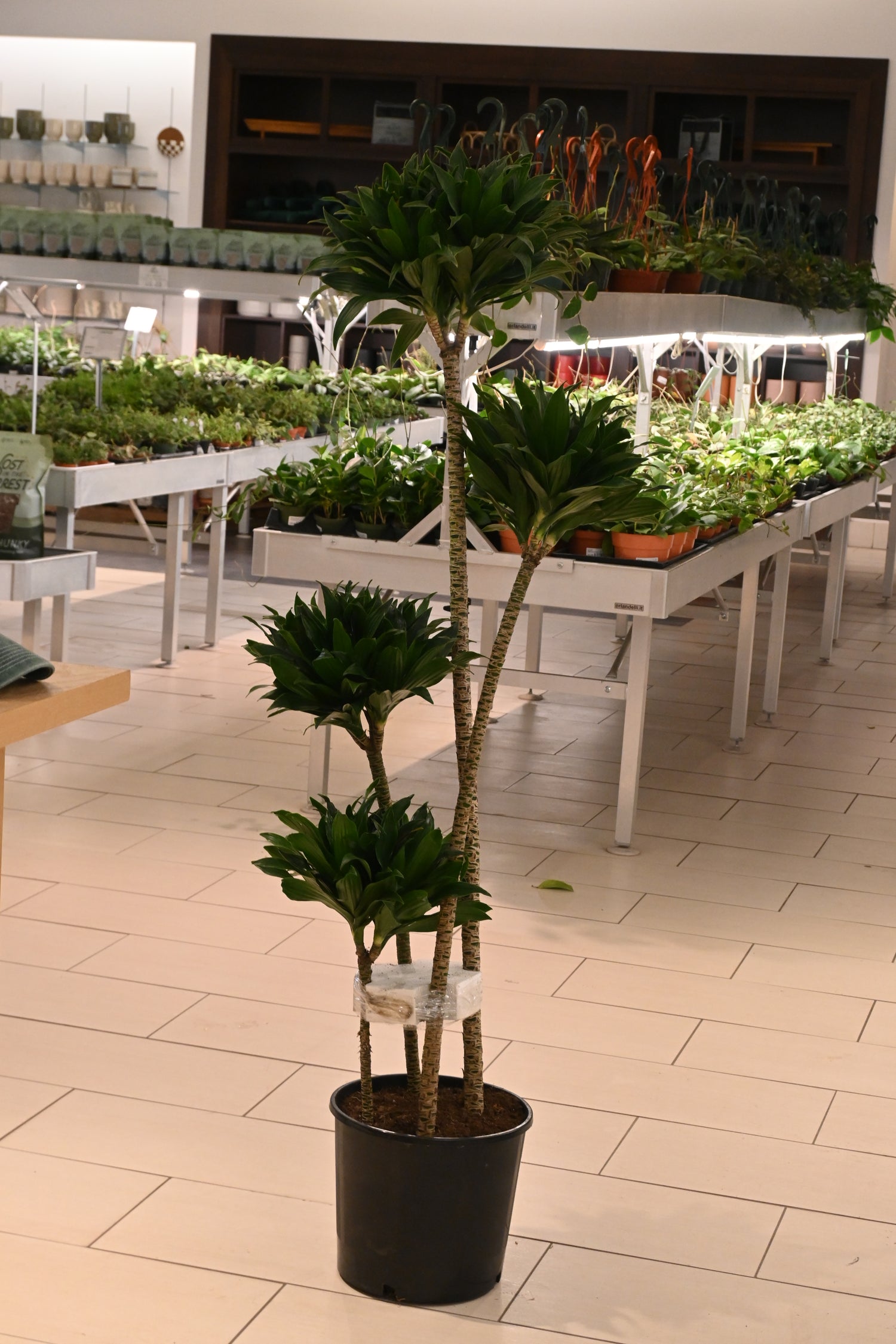 Dracaena Janet Craig Compact