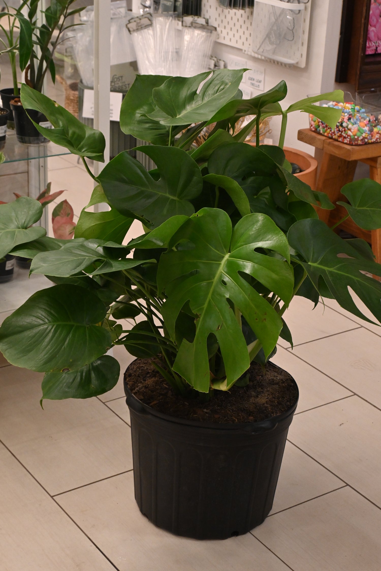 monstera deliciosa planta Monstera Deliciosa | 4" Pot | Swiss Cheese Plant