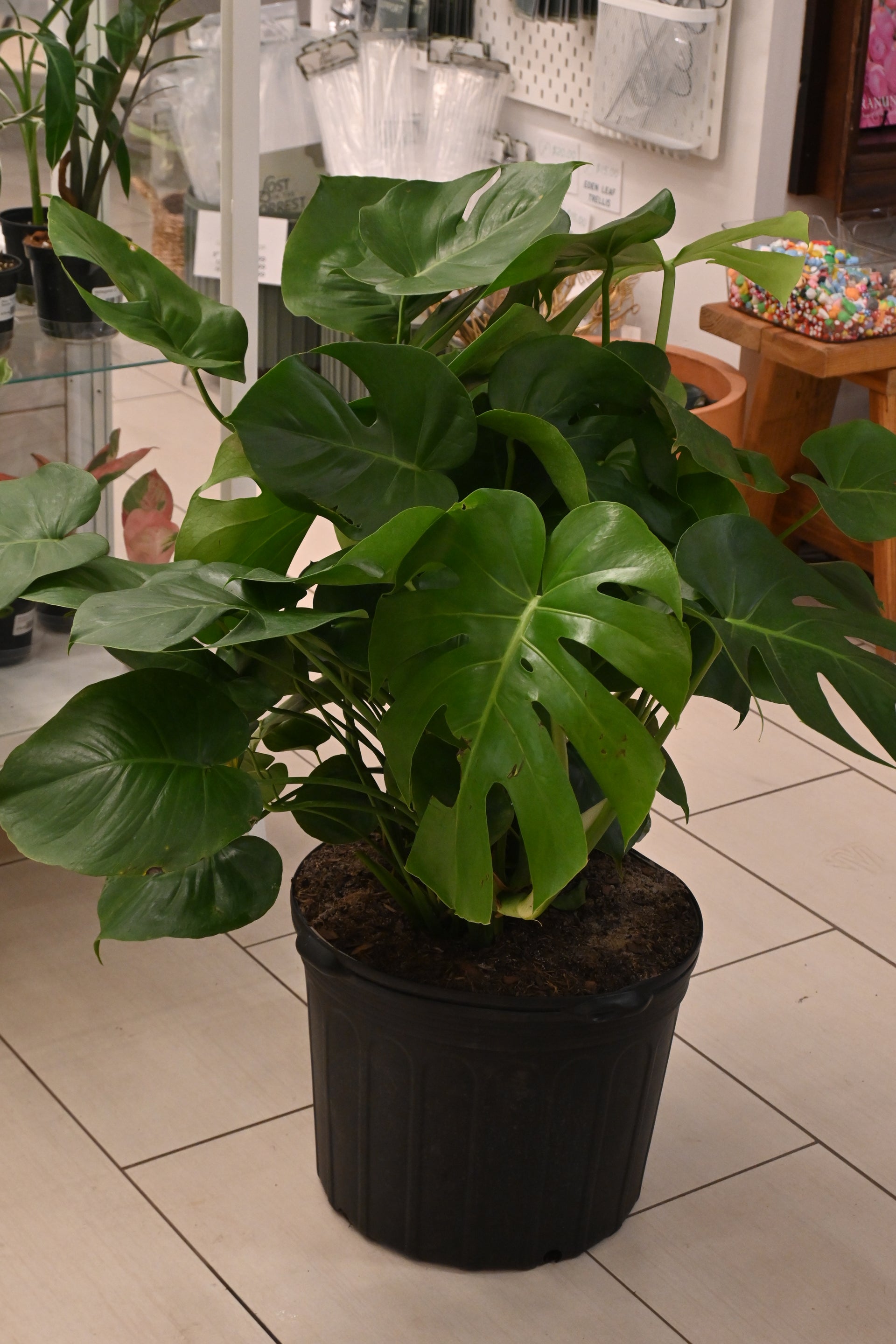 Monstera Deliciosa – Lost in the Forrest