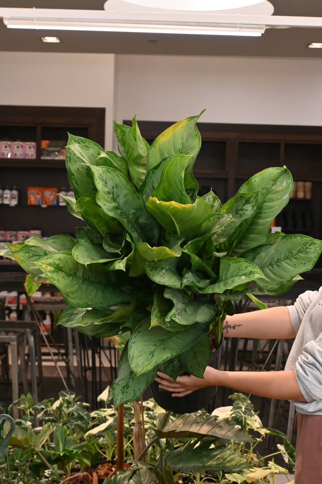 Aglaonema BJ Freeman