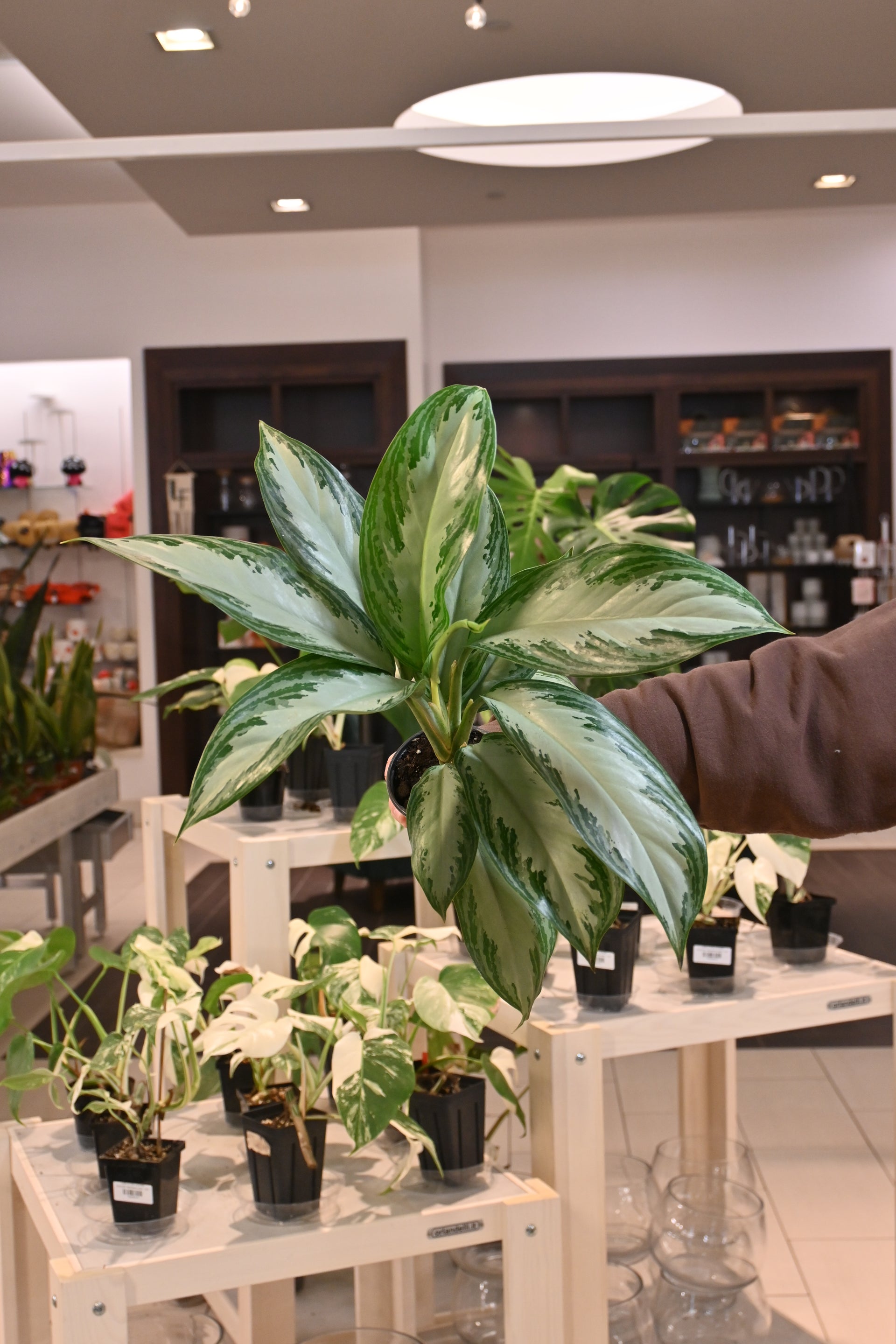 Aglaonema Silver Bay – Lost in the Forrest