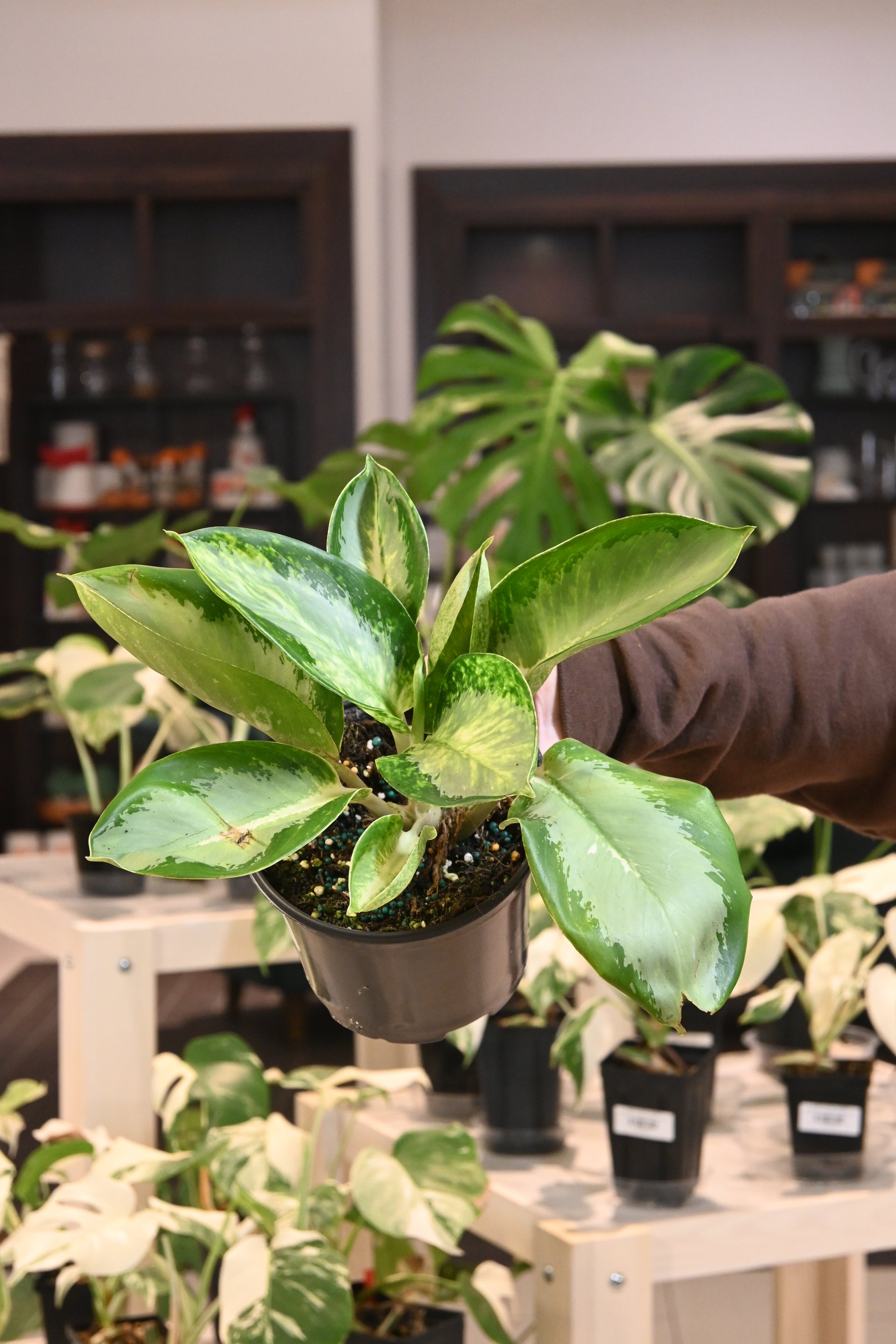 aglaonema large banana leaf Aglaonema 'Banana Bowl' – Lost in the Forrest