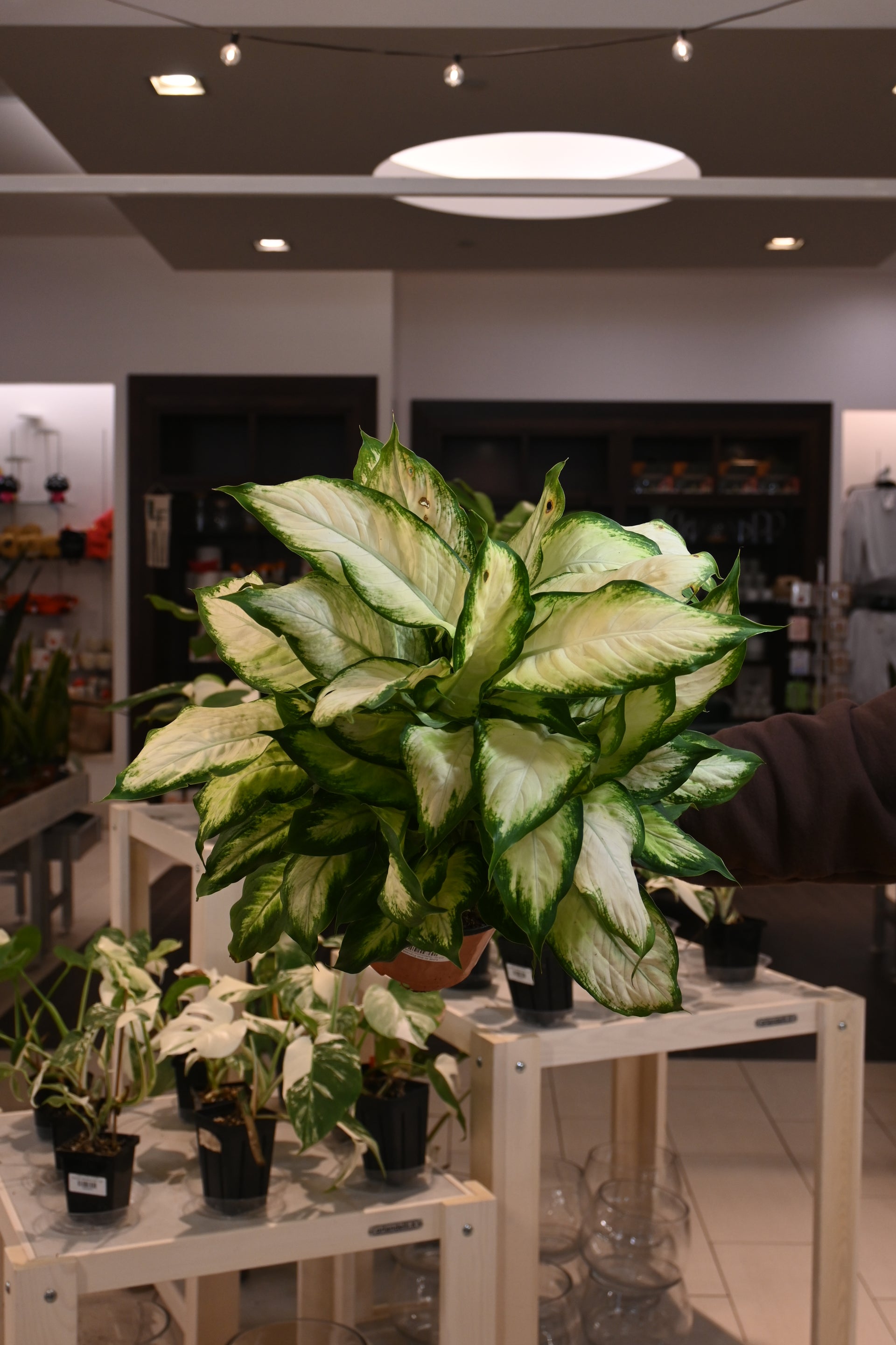 dieffenbachia camilla plant Dieffenbachia Camille – Lost in the Forrest