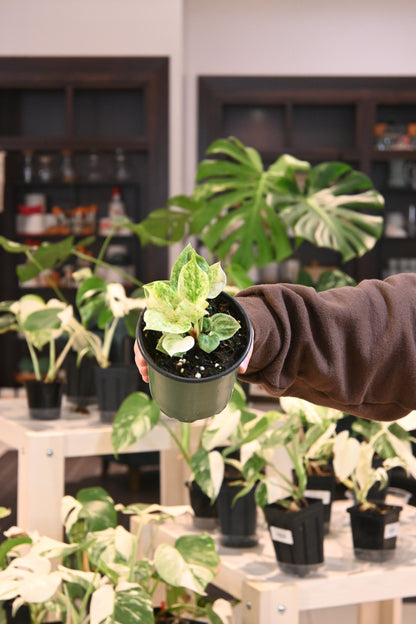 the sill anthurium Anthurium Hookeri Variegated – Lost in the Forrest