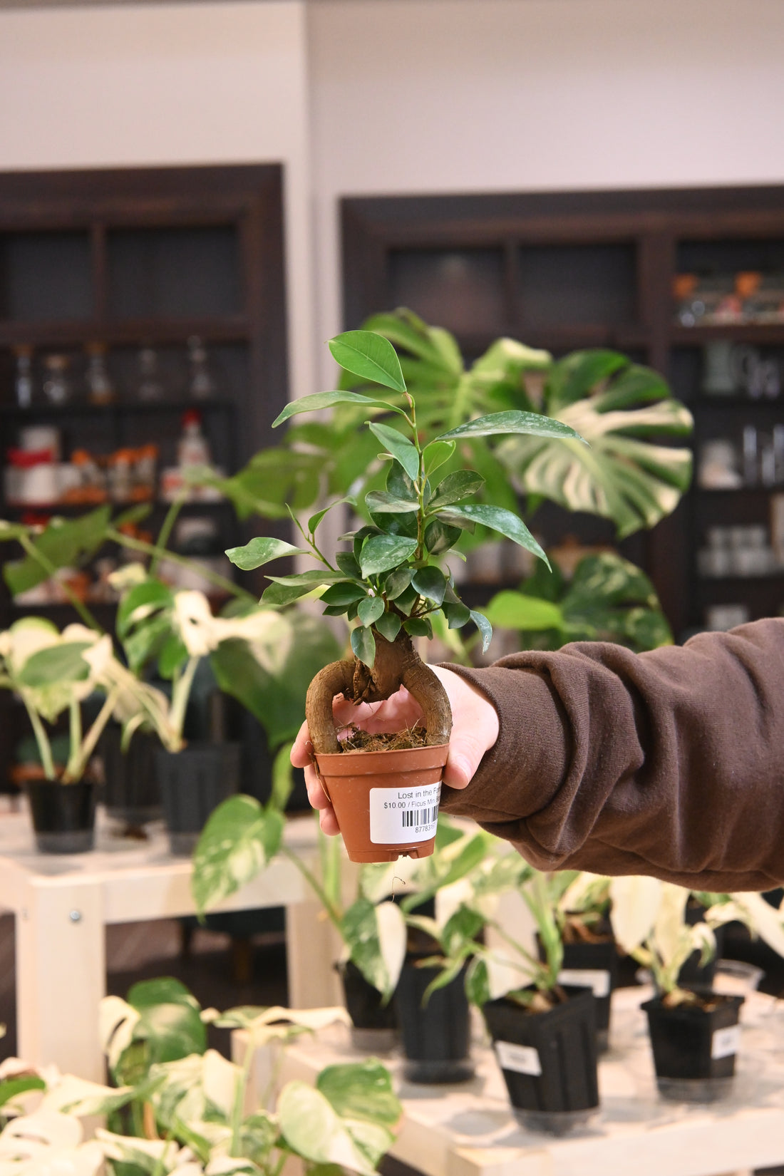 Ficus Mini Bonsai