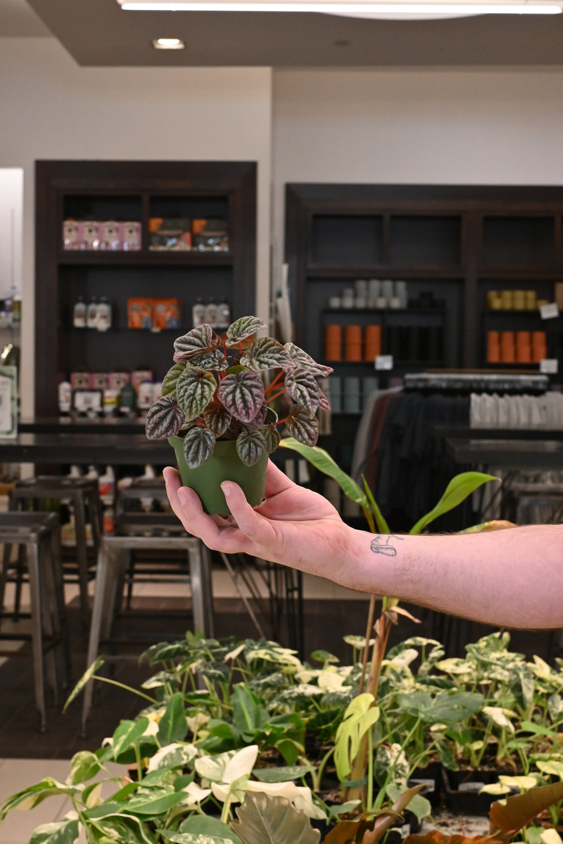 Peperomia Ripple Burgundy