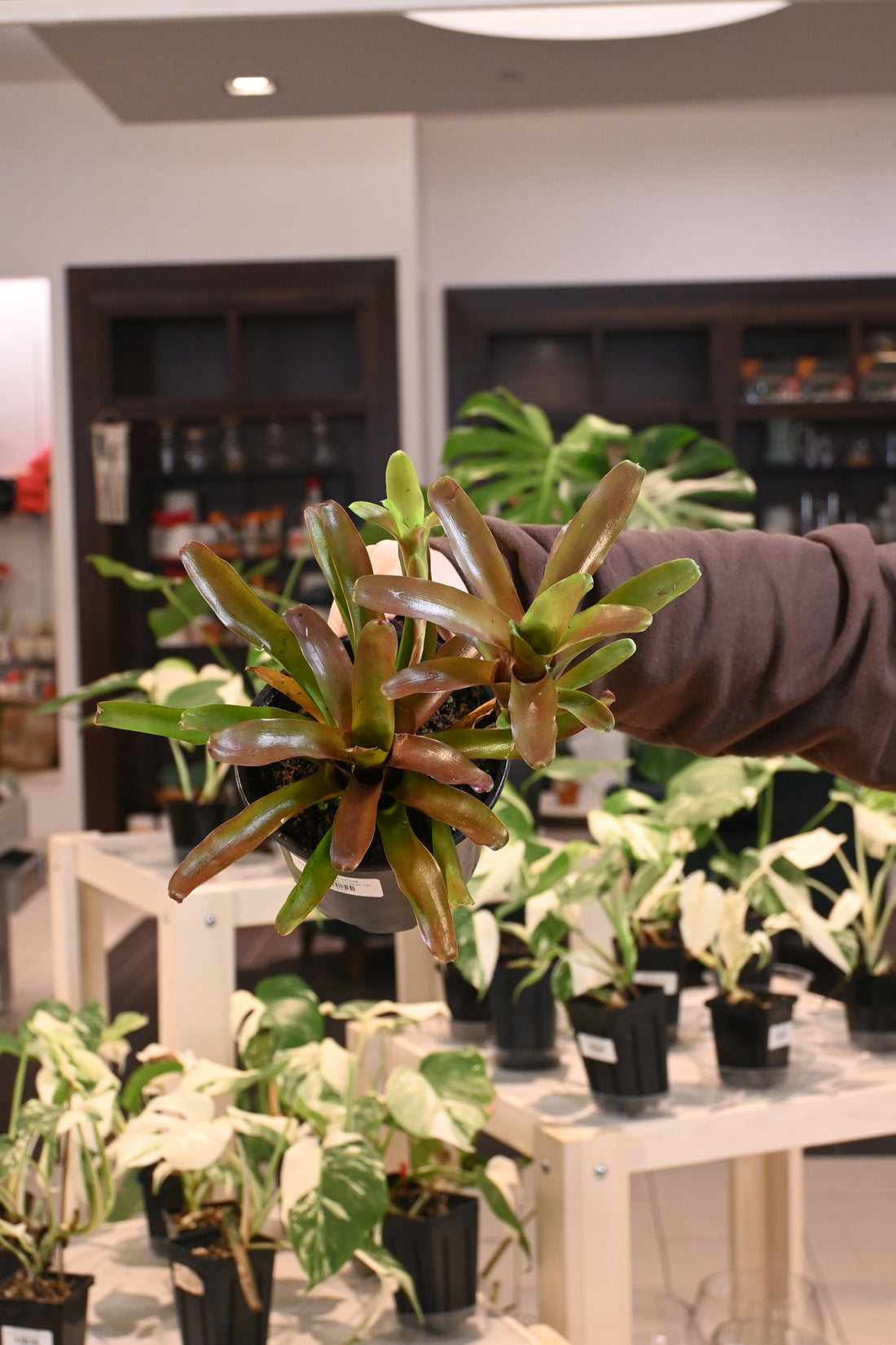Bromeliad Fireball