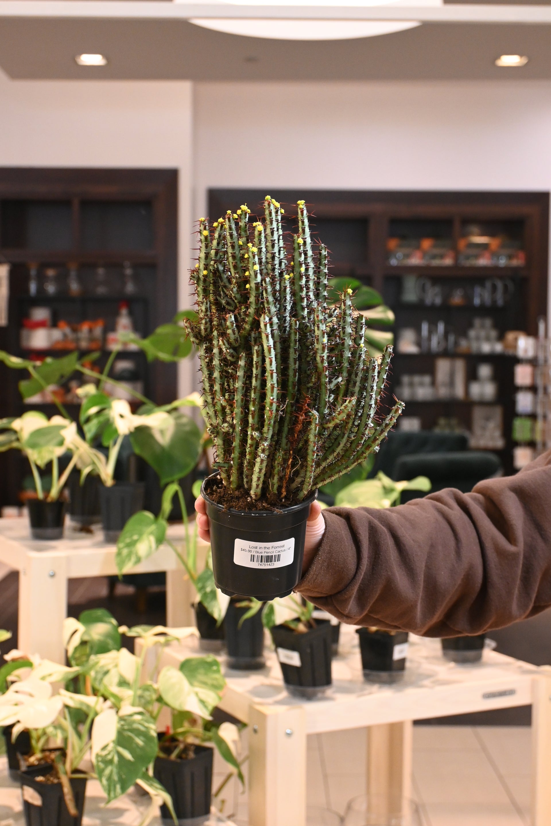 18616 pencil cactus dr Blue Pencil Cactus – Lost in the Forrest