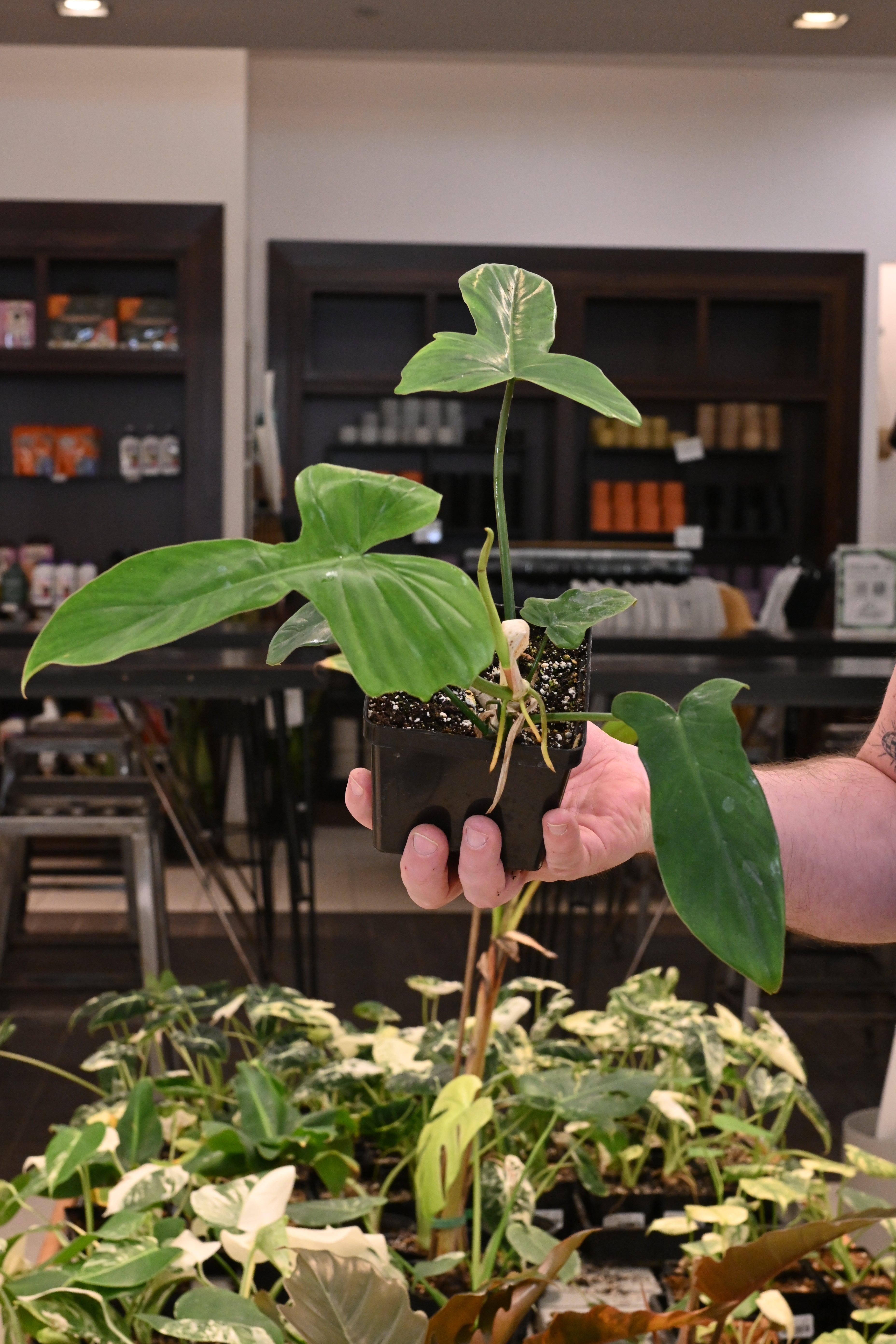 Philodendron Florida Beauty X Mayoii