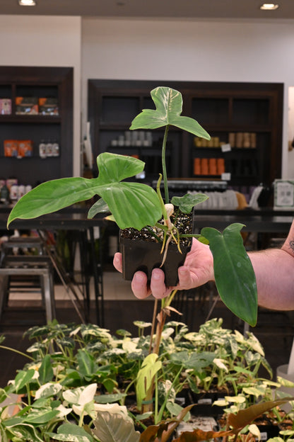 Philodendron Florida Beauty X Mayoii