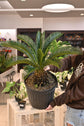 King Sago Palm